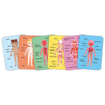 human body magnetic puzzle, wooden toys, educational toys kenya, puzzles for 3 years, puzzle for kids, hape toys, human body parts game for kids