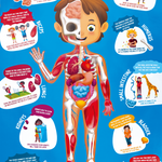 Human Body Puzzle Hape